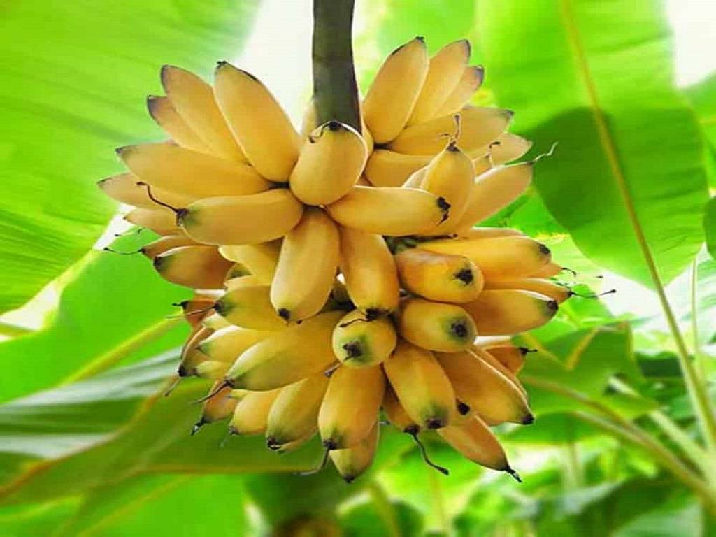 Elaichi Banana and its Amazing Health Benefits