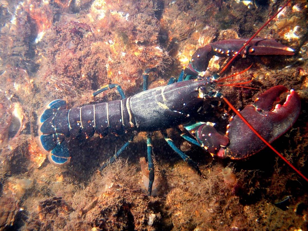 Lobsters are in high demand and have a high price with live lobsters being the most popular.