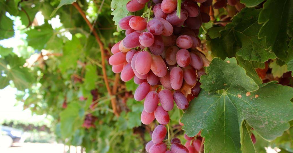 Grapes