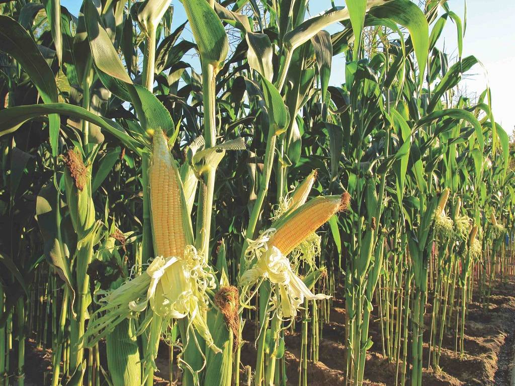 David Hula is the world record holder for corn yield.