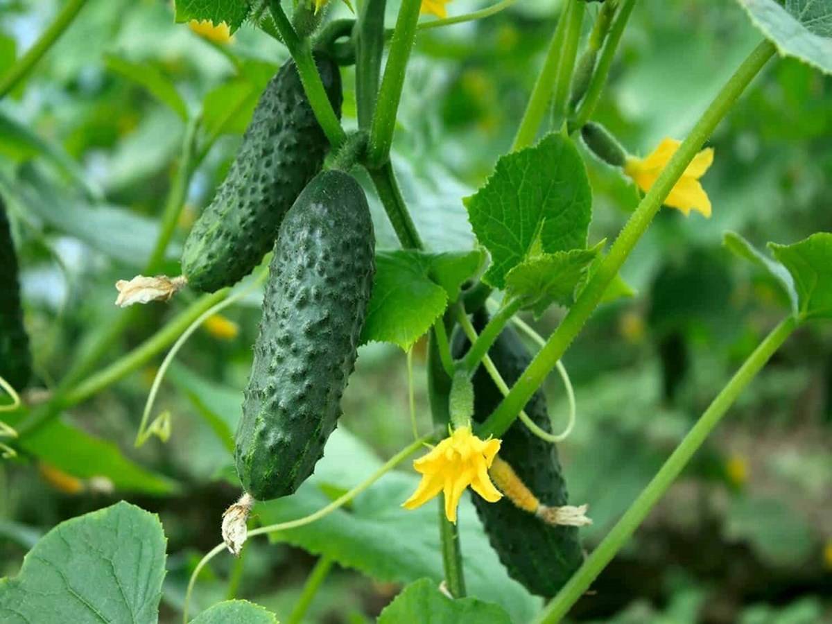 Follow This Experts Guide To Cucumber Companion Planting For Your Garden