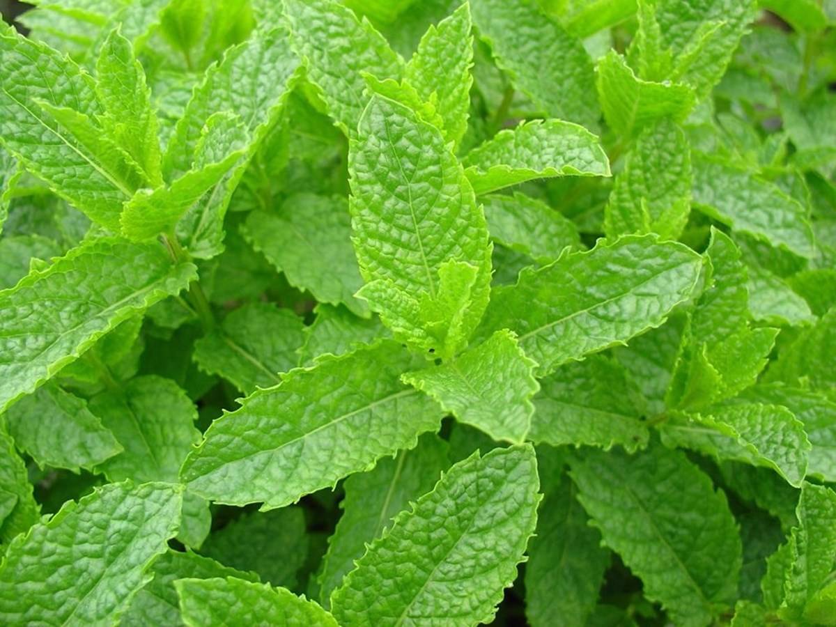 Spearmint is a pleasant-smelling mint that may be found in health foods, toothpaste, mouthwashes, and cosmetics.