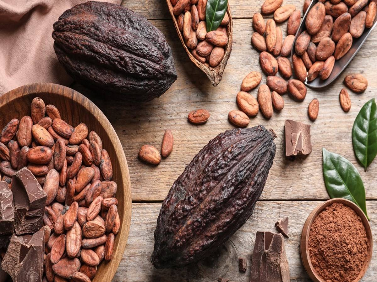 To start a successful cocoa farming business, you will need to craft a business plan, secure a space, obtain license & permission establish the unit and start cocoa processing method.