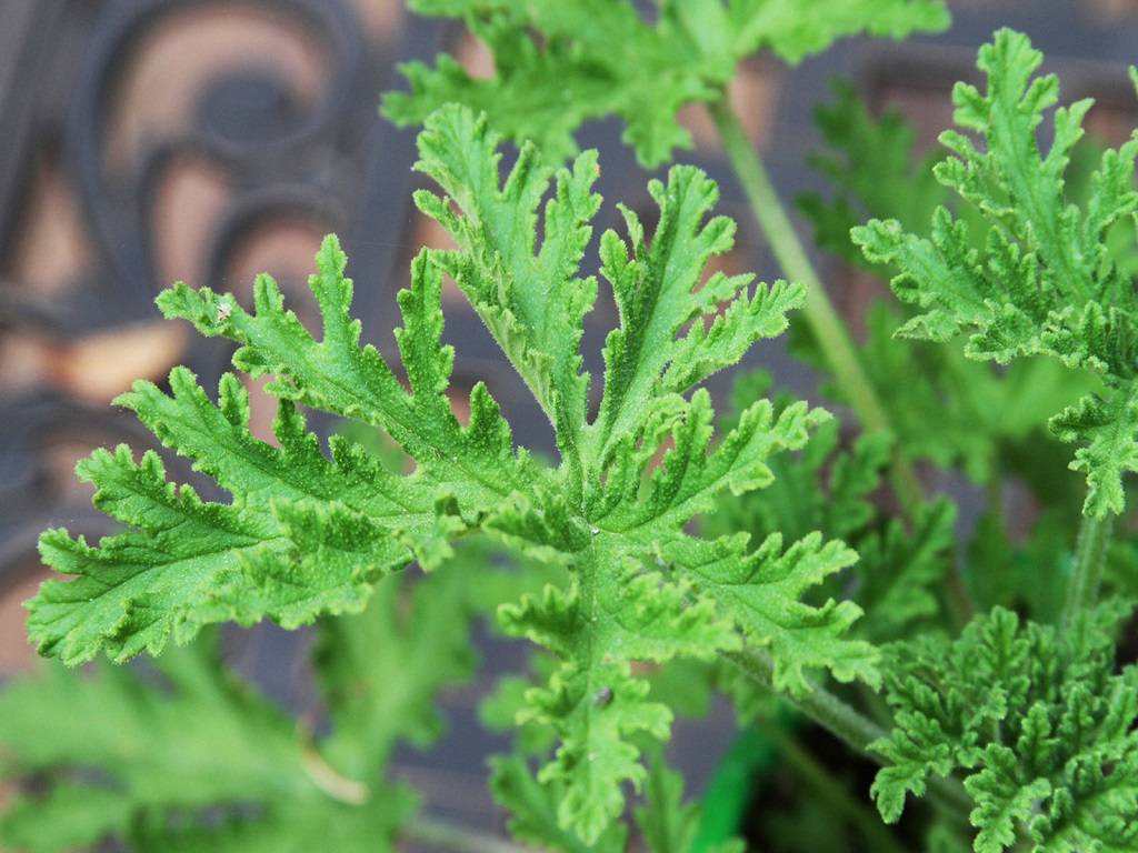 The citronella plant is a great choice if you're looking for a new addition to your garden this year.
