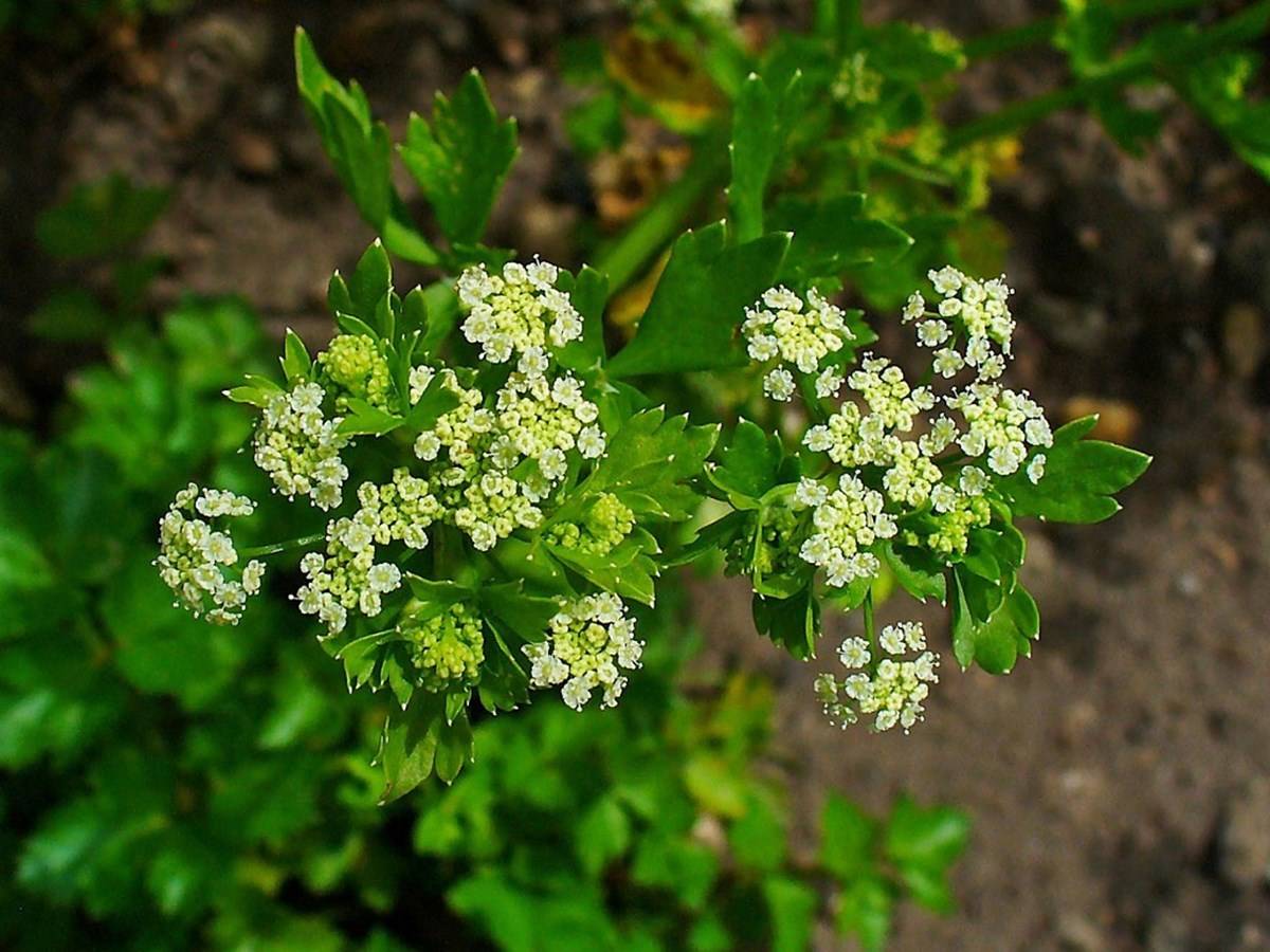 All the parts of the Celery plant, including the leaves, roots, stalks, and seeds are beneficial.