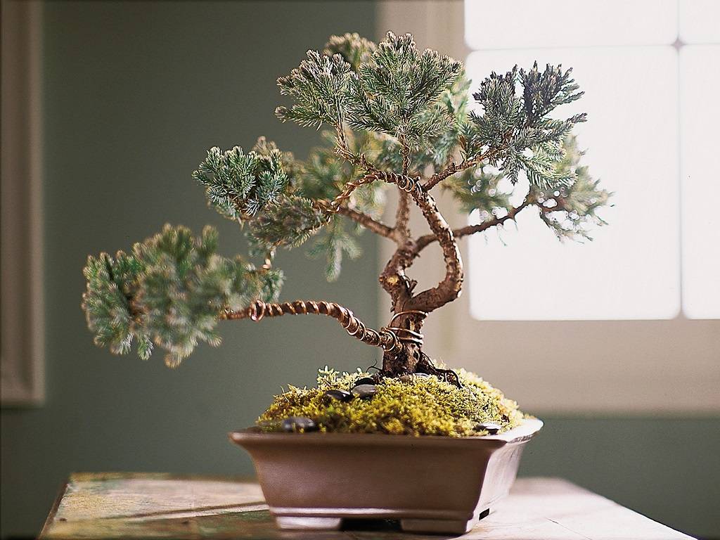 Bonsai cultivation is a traditional Japanese art form.