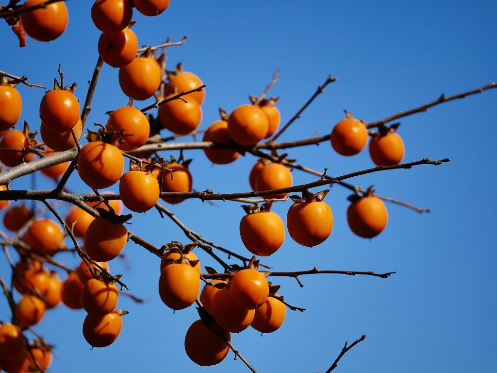 Persimmons can grow in a variety of soil types