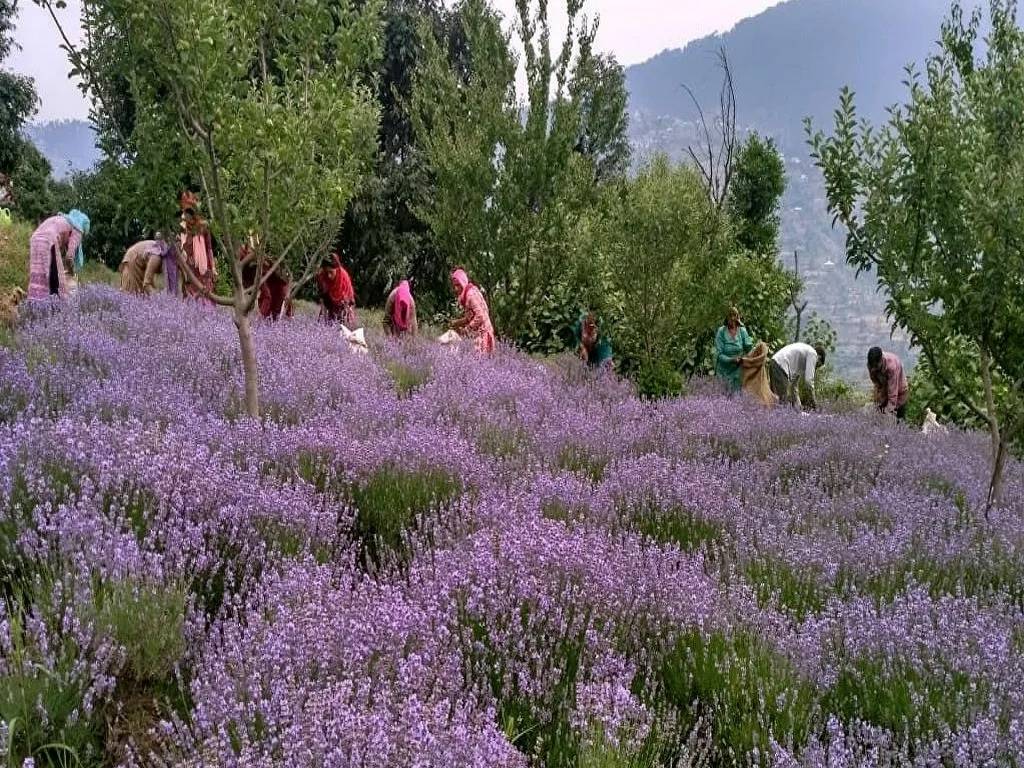 Since lavender is not indigenous to India, scientists worked on both imported and indigenous varieties