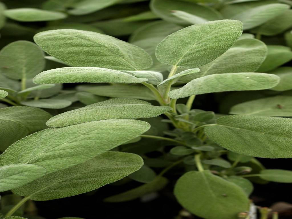 There are approximately 160 different polyphenols in sage, which are plant-based chemical components that serve as antioxidants in the body.