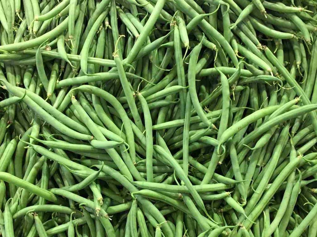 The French bean (Phaseolus vulgaris L.) is a popular legume vegetable grown for its soft green pods, which can be eaten fresh or processed.