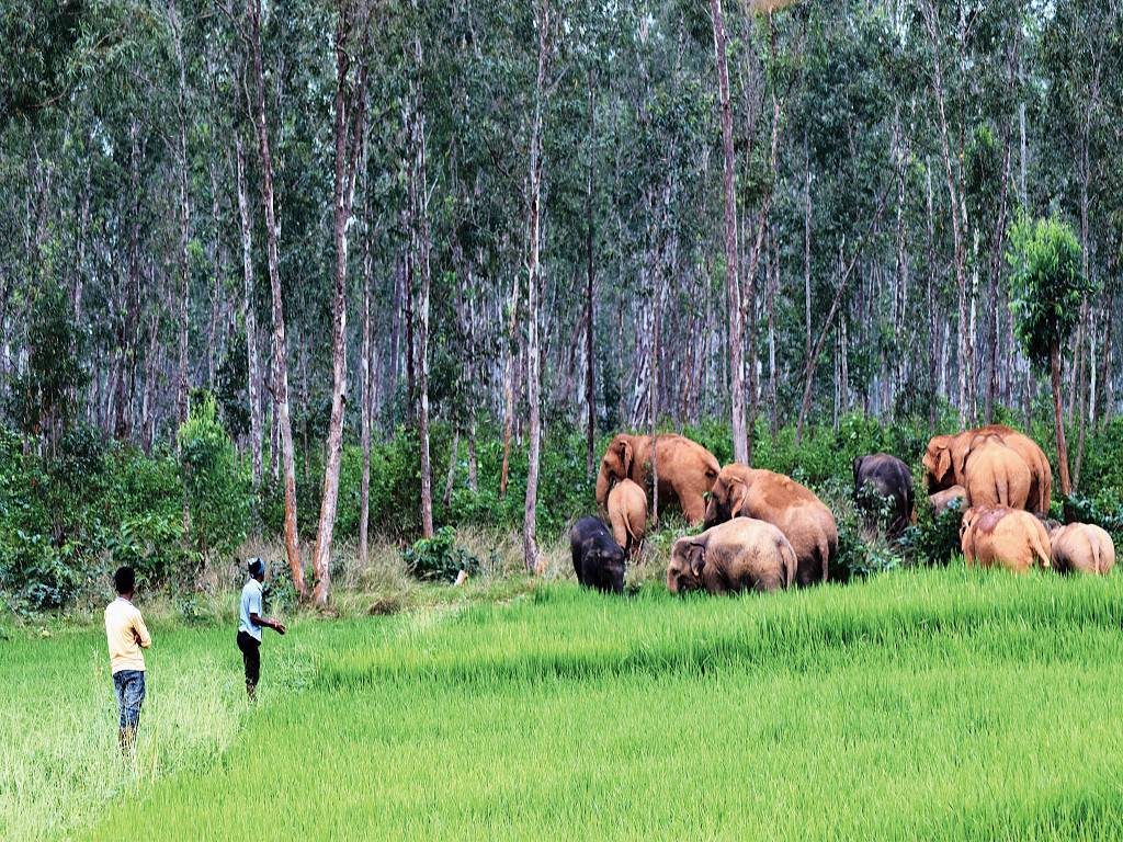 Herd Of Elephants