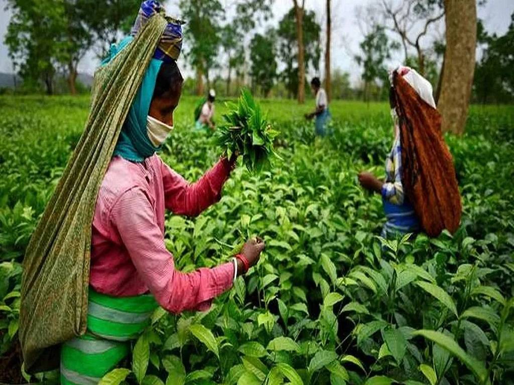 The price this tea fetched would help the Assam Tea sector reclaim its lost shine