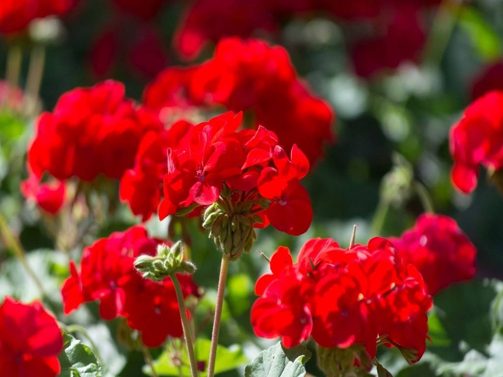 Geranium also called cranesbill is one of the important aromatic plants commercially grown for its essential oil.