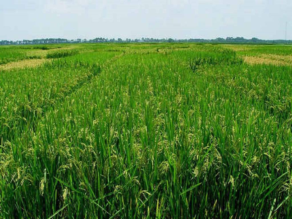 Crop Insurance Scheme for the Kharif season 2022.