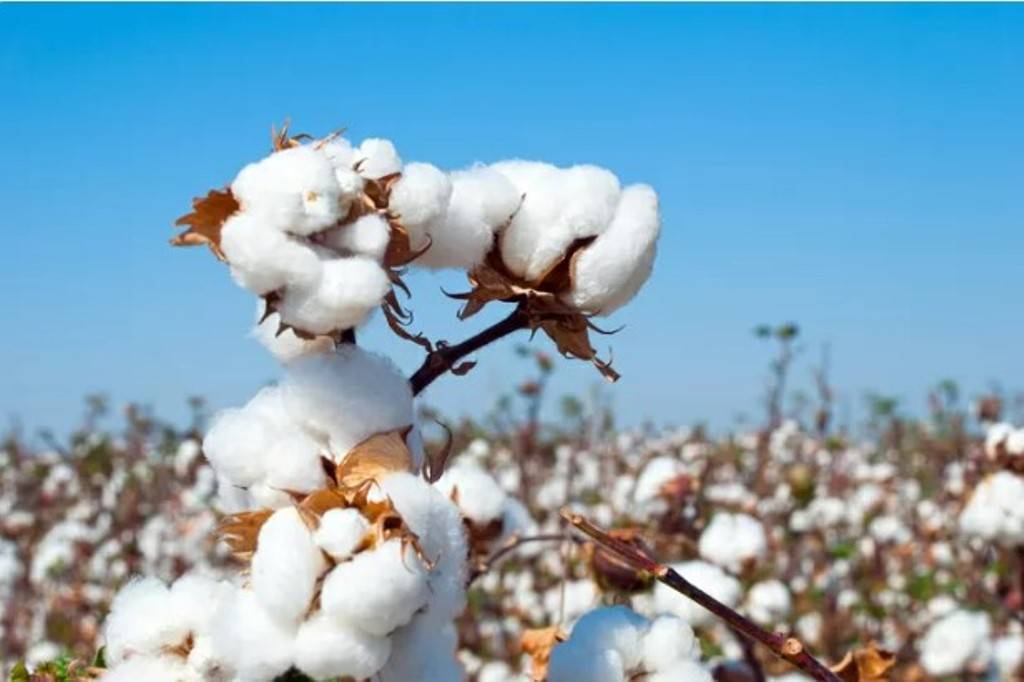 Cotton Crop