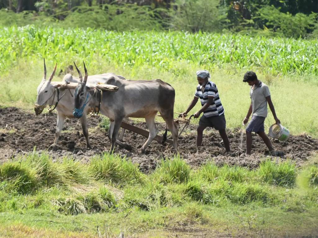 Farmers in field