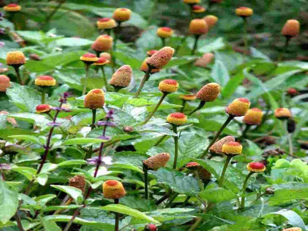 Akarkara (Spilanthes acmella L.) also known as Acmella oleracea is a unique and versatile herbal plant.