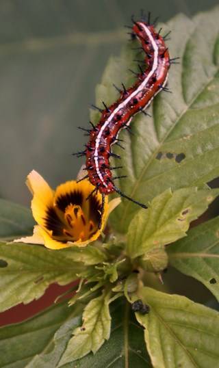 Entomology - Pests Of Horticulture