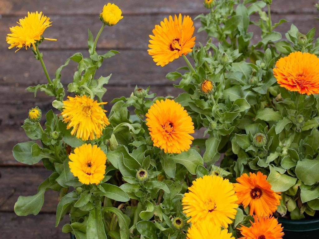 Calendula tea is a common cure used in traditional medicine despite its slightly bitter taste due to its purported therapeutic benefits.