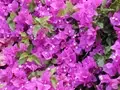 Plant Care Tips for 4 Popular Varieties of Bougainvillea 