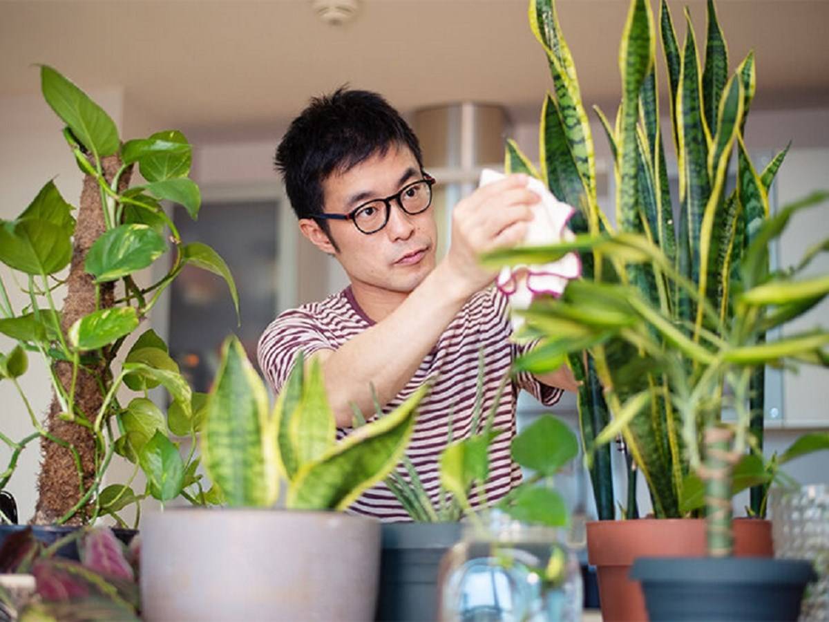 People who keep plants in their homes and offices are more focused.