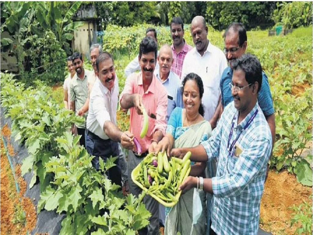 Kothamangalam Agriculture Department Assistant Director V P Sindhu and her staff harvesting vegetables that they have cultivated.