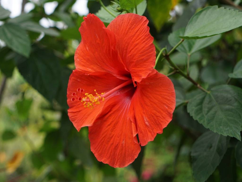 There are several improved hybrid hibiscus varieties with various colors available, including Rock Hibiscus, Roselle, Rose in Sharon, Abelmosk, etc.