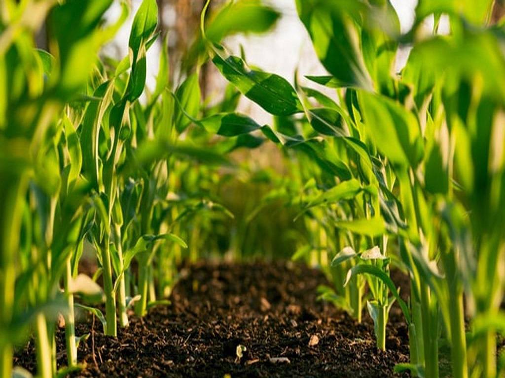 Indian Council for Agricultural Research (ICAR) advised that mulching straw in orchards can help save fruit crops,