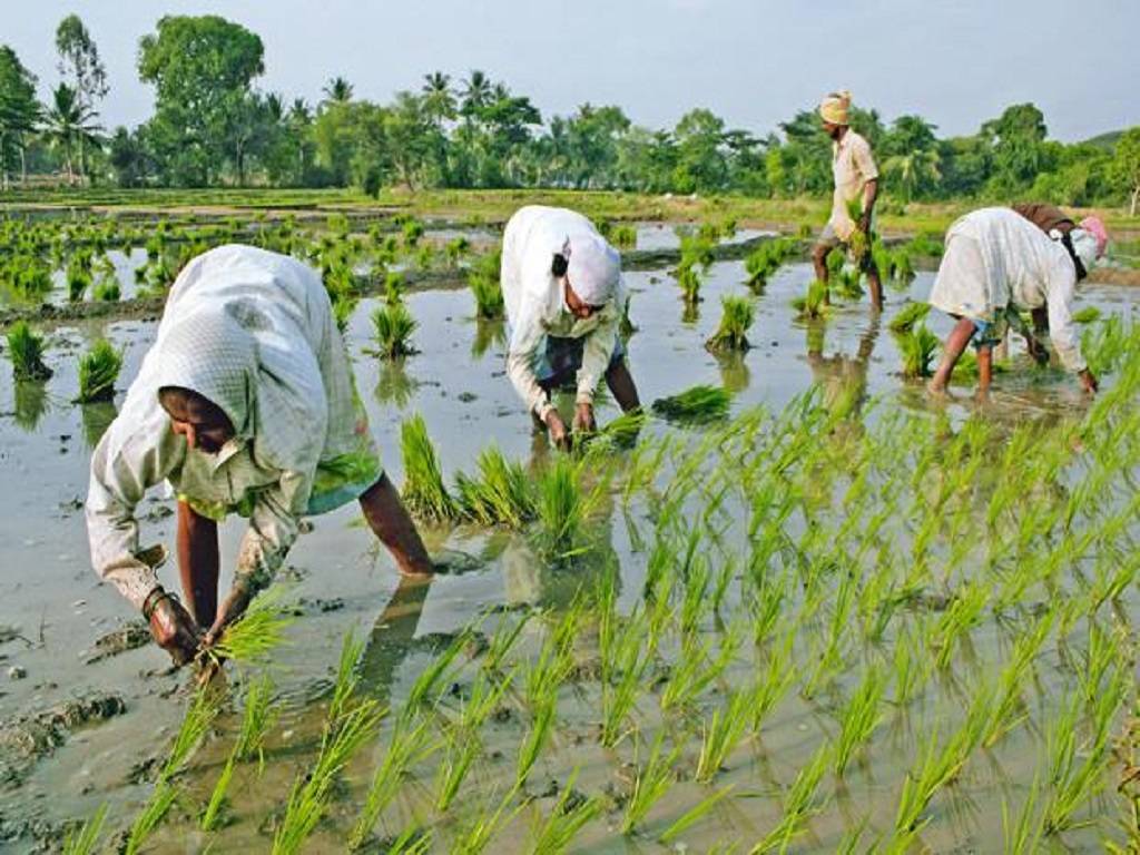 As part of the long-term solution, developing nations are seeking protection from lawsuits over any food procurement.