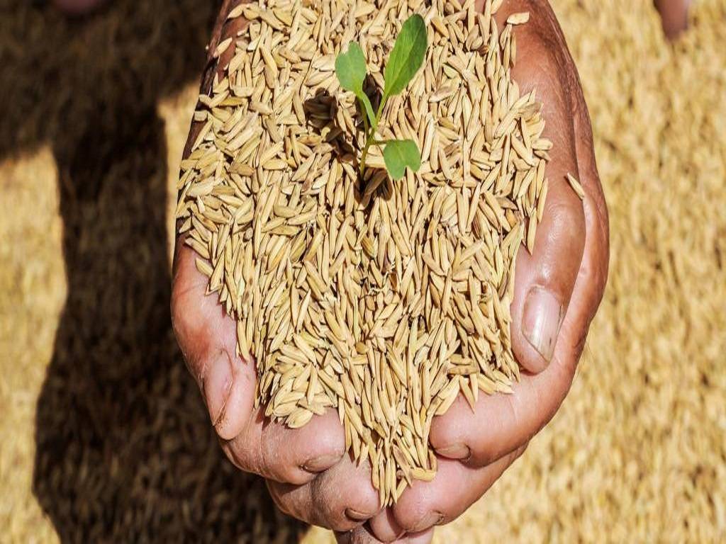 Last Kharif, the agriculture department established a target of supplying 16,600 quintals of paddy seeds to the district, but only 13,800 quintals were provided.