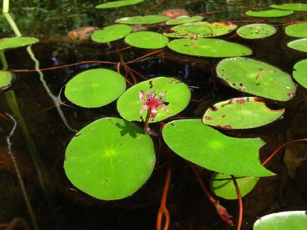 Shizhu county contains 13,000 mu (about 860 hectares) of water shields.