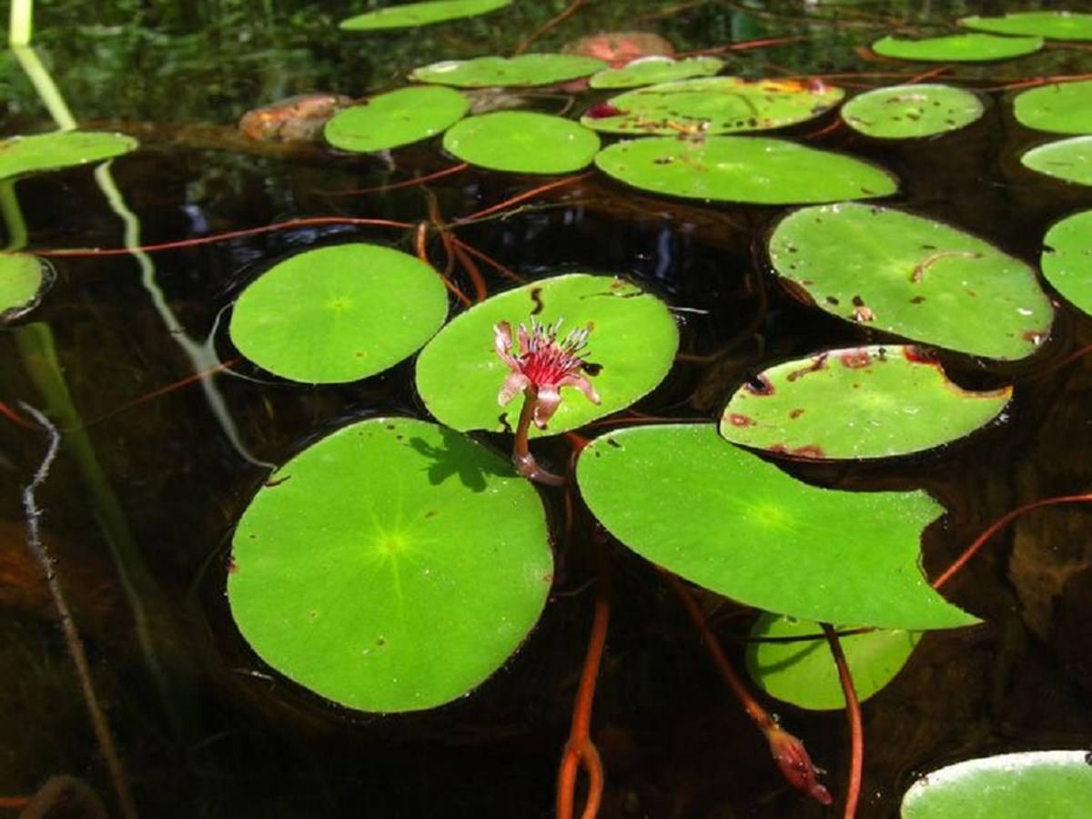 Shizhu county contains 13,000 mu (about 860 hectares) of water shields.