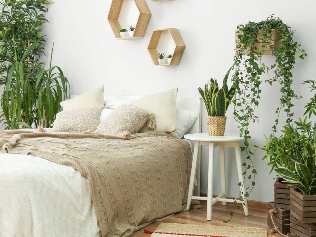 Indoor plants play an important function in your bedroom's beauty