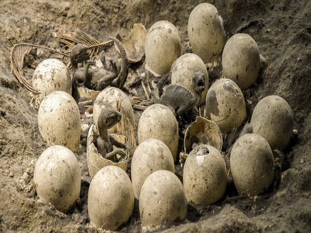 Representational Image: The crew discovered 52 nests at Padlya hamlet