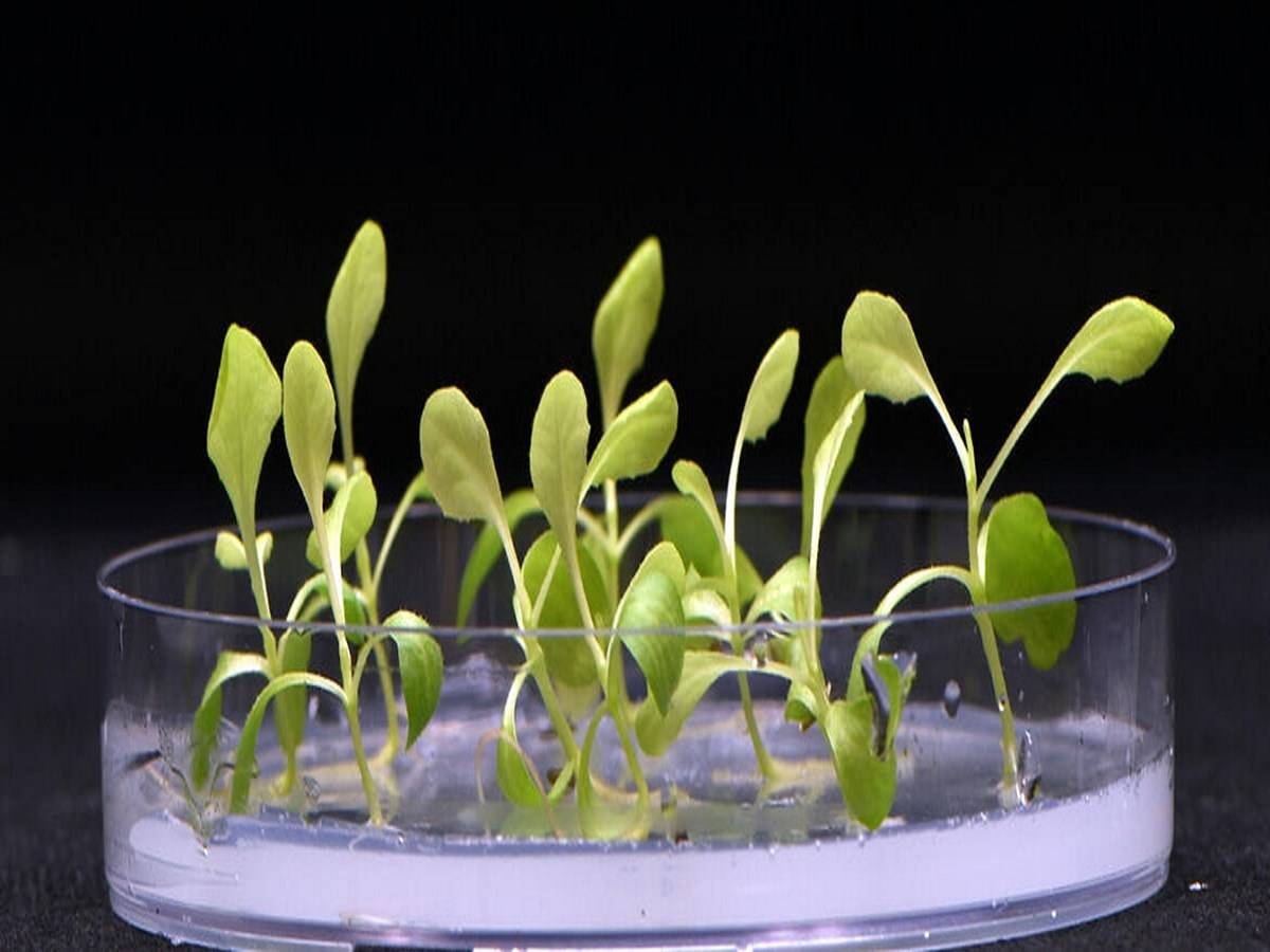 Using artificial photosynthesis to create food might represent a fundamental change in how we feed people