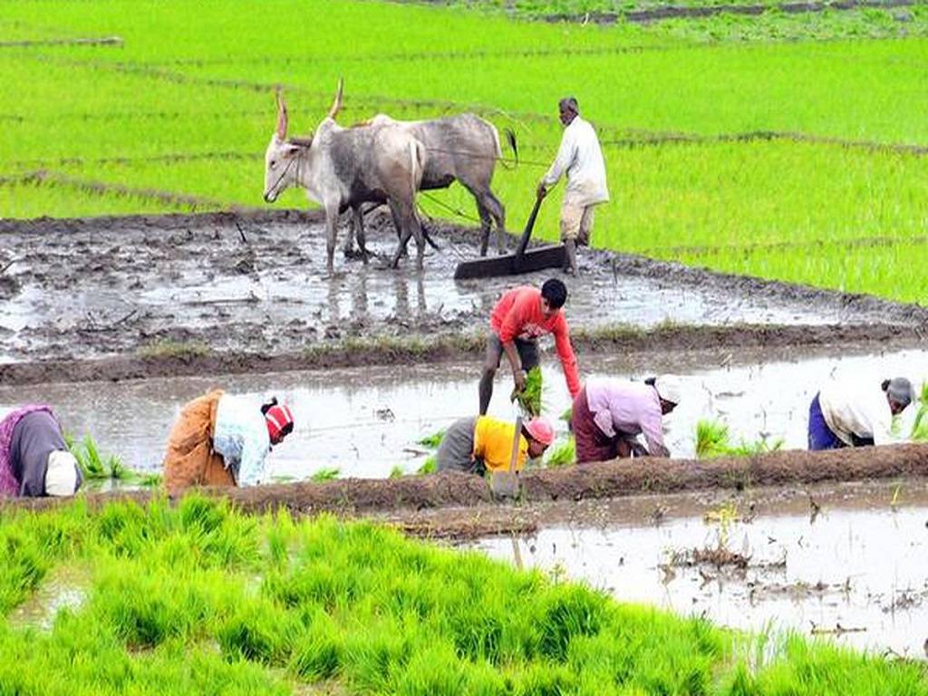 Farmers in the field