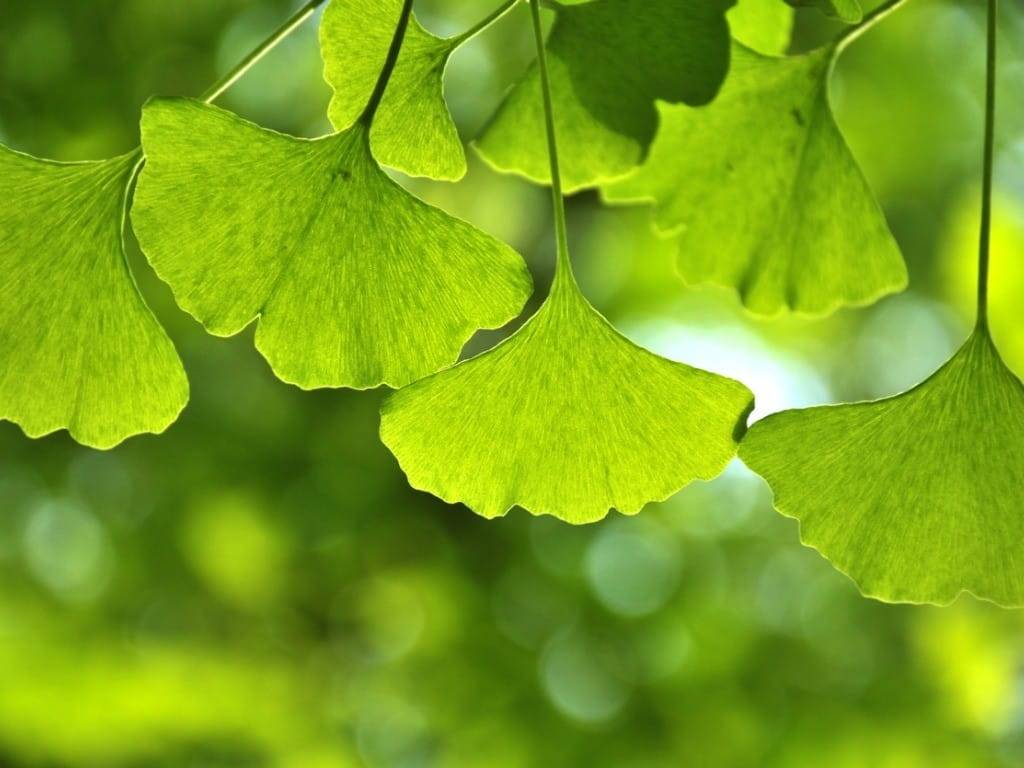 Ginkgo biloba, often known as maidenhair, is a tree that is native to China and has been cultivated for several purposes over thousands of years.