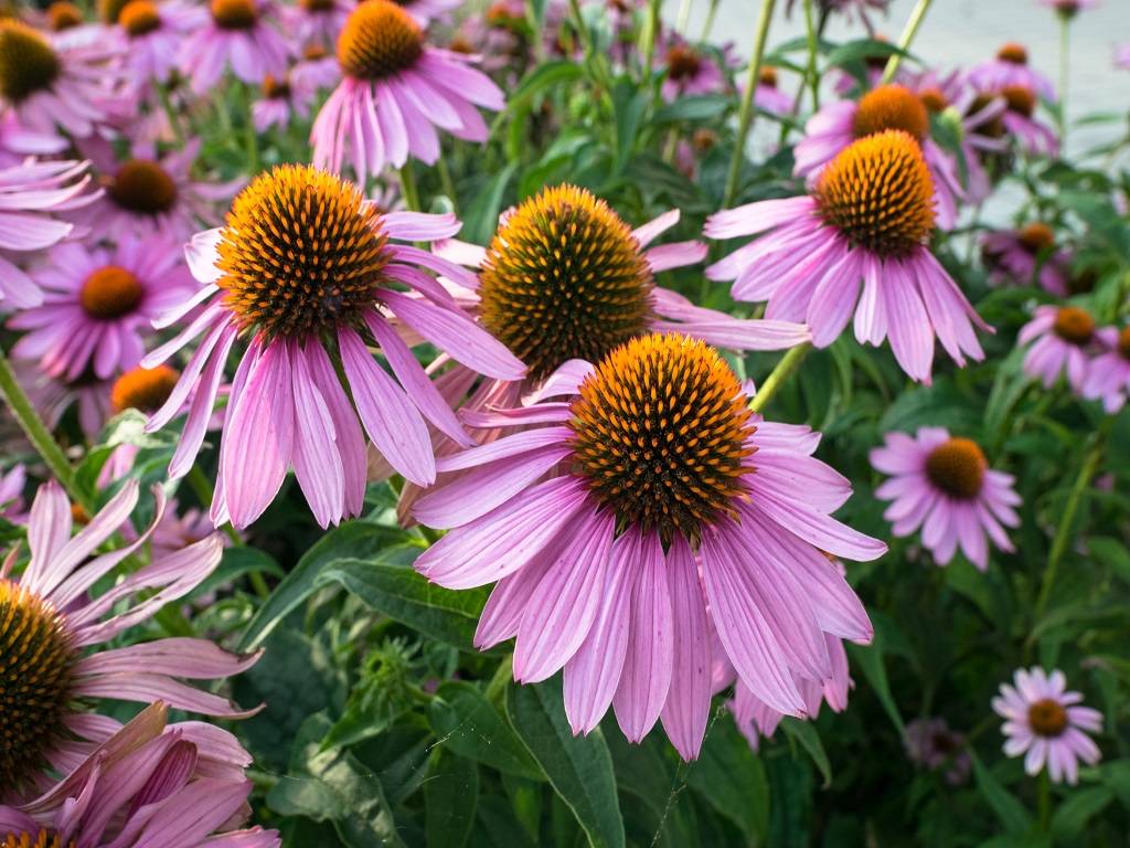 Echinacea plant’s upper parts and roots are used in Tinctures, tablet, extract, and teas