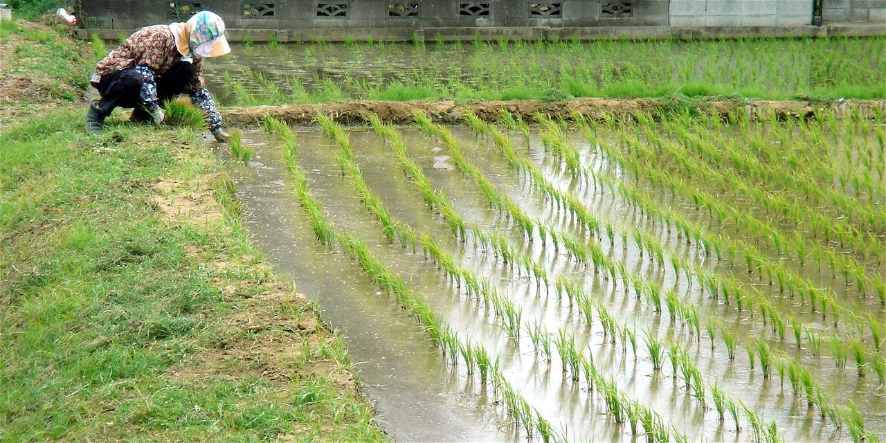 Rice Field