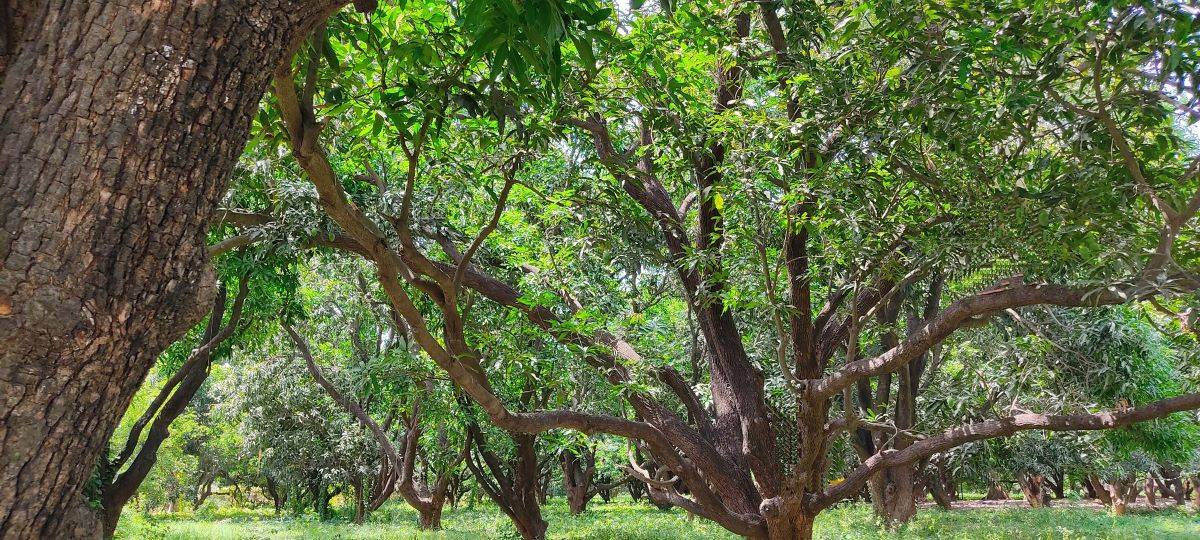 Shivam Dwivedi's Mango Orchards