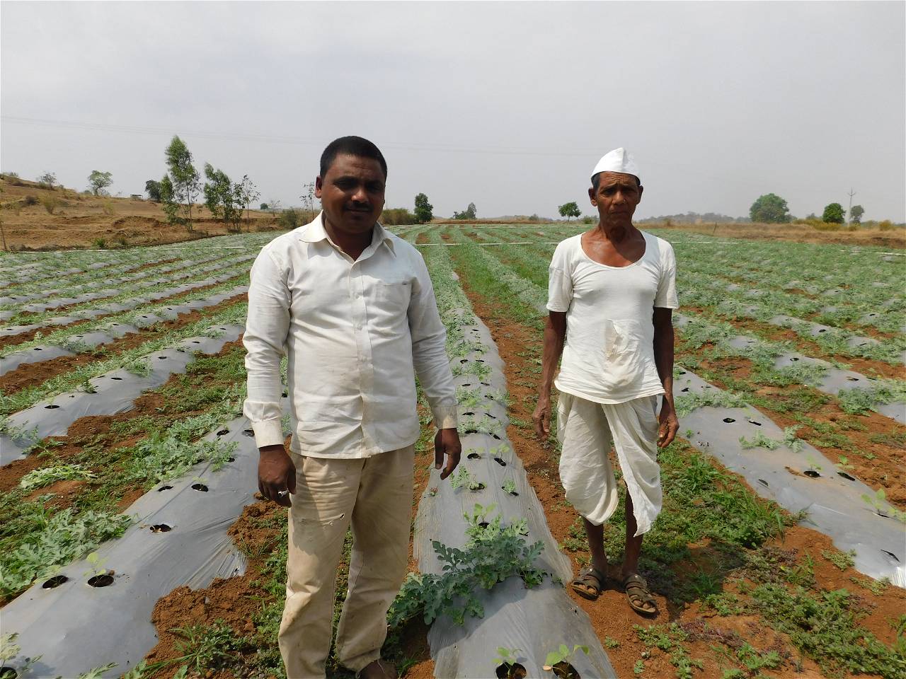 Farmers in field