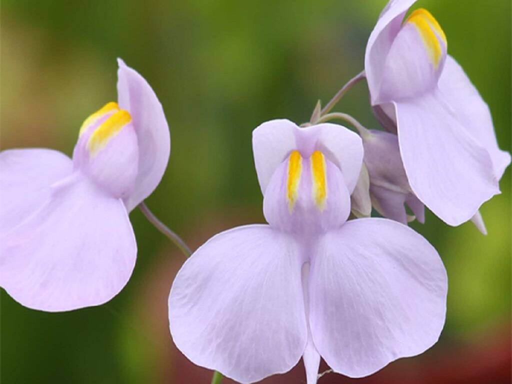 The brilliant violet flowering plant is endemic to northeast India and Thailand.