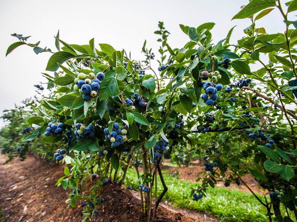 The mid-season ‘Blueray’ berries are known for being crack resistant, with a strong blueberry flavor, fragrance, and firm flesh.