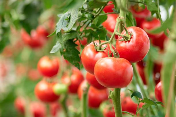 Horticulture POP-Tomato