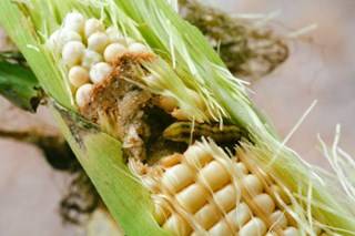 Entomology-Pest OF Maize