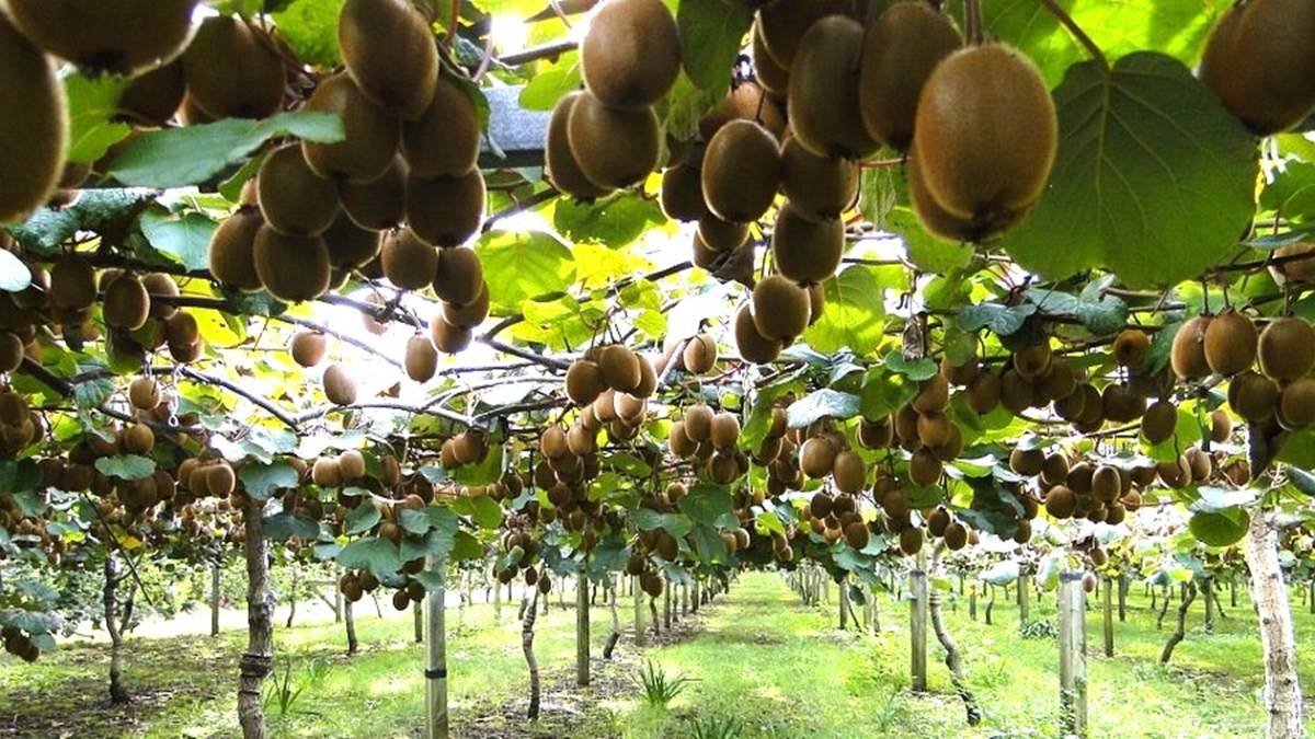 Section 608e of the Agricultural Marketing Act of 1937 would be amended to make a corresponding change to the kiwifruit import regulation.