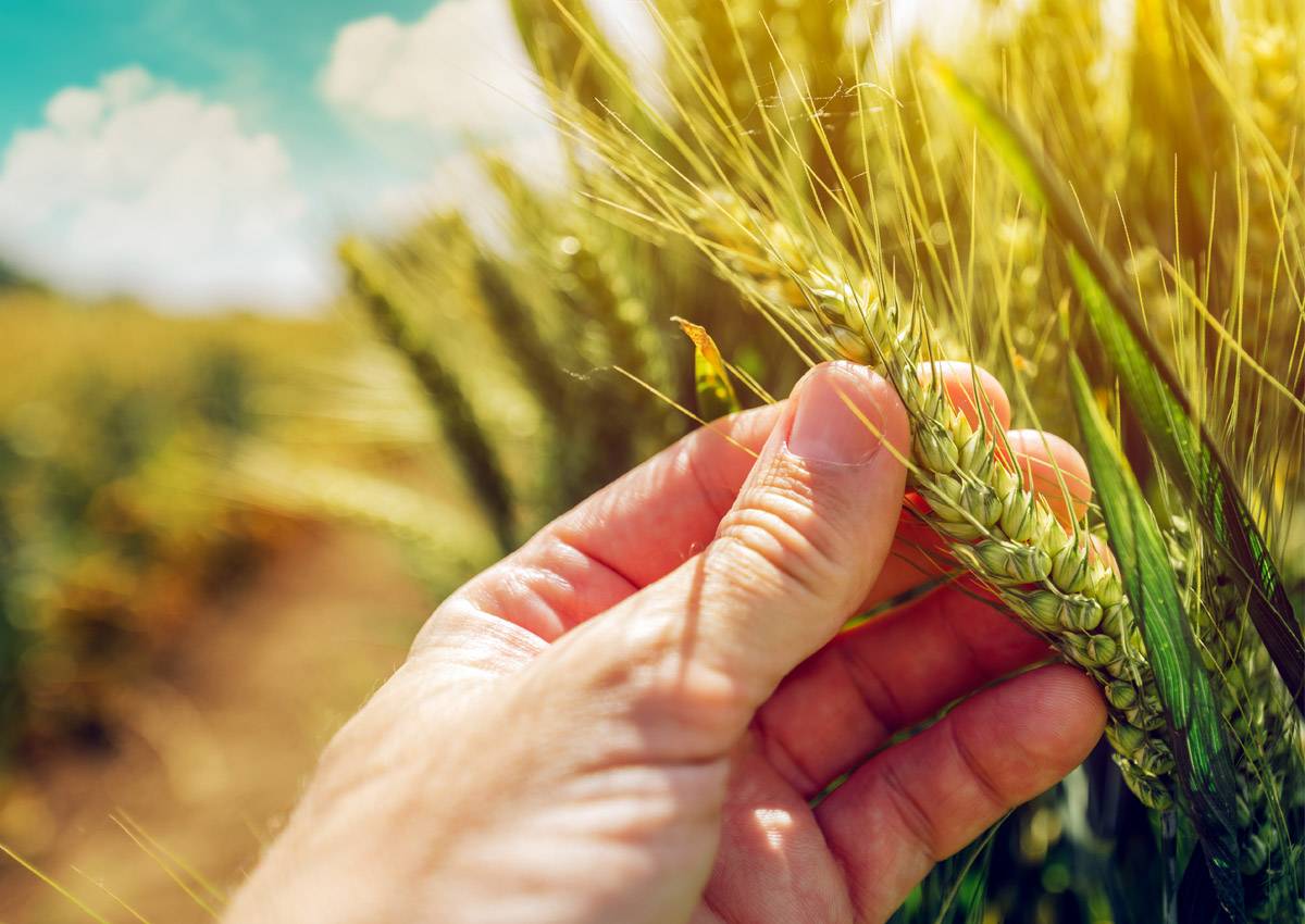 Drought-resistant HB4 Wheat is a patented seed technology developed by Trigall Genetics, a joint venture between Bioceres and Florimond Desprez, a world leader in wheat genetics.