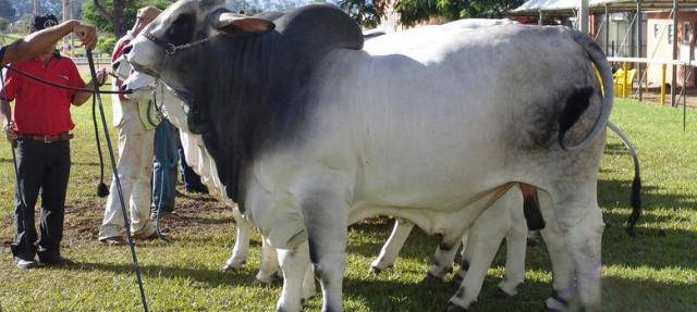 Bull in the field with his owner