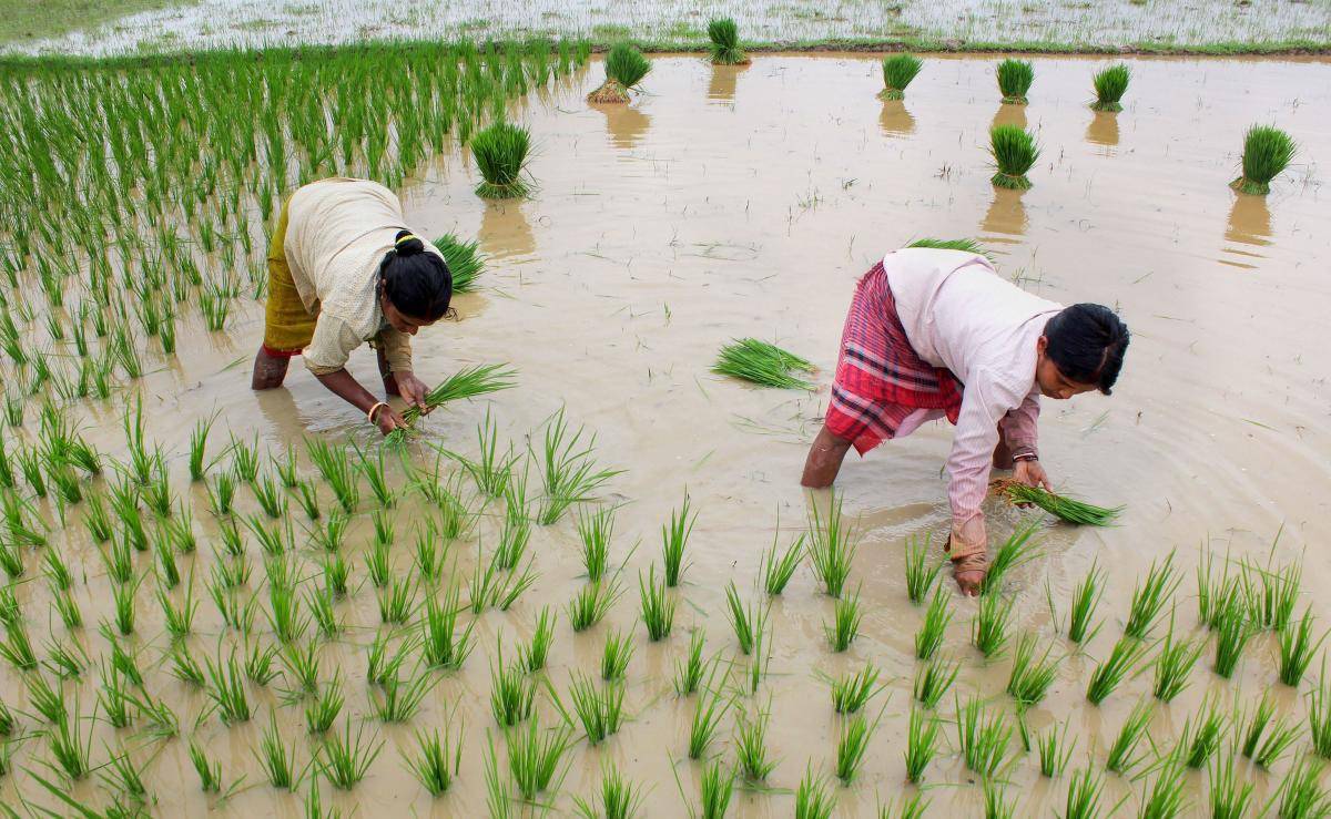 Higher Kharif sowed areas have been observed in West Bengal, Tamil Nadu, Rajasthan, Maharashtra, Karnataka, and Assam.