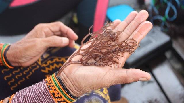New Opportunities for Indigenous Fishermen (Pic Credit-FAO)